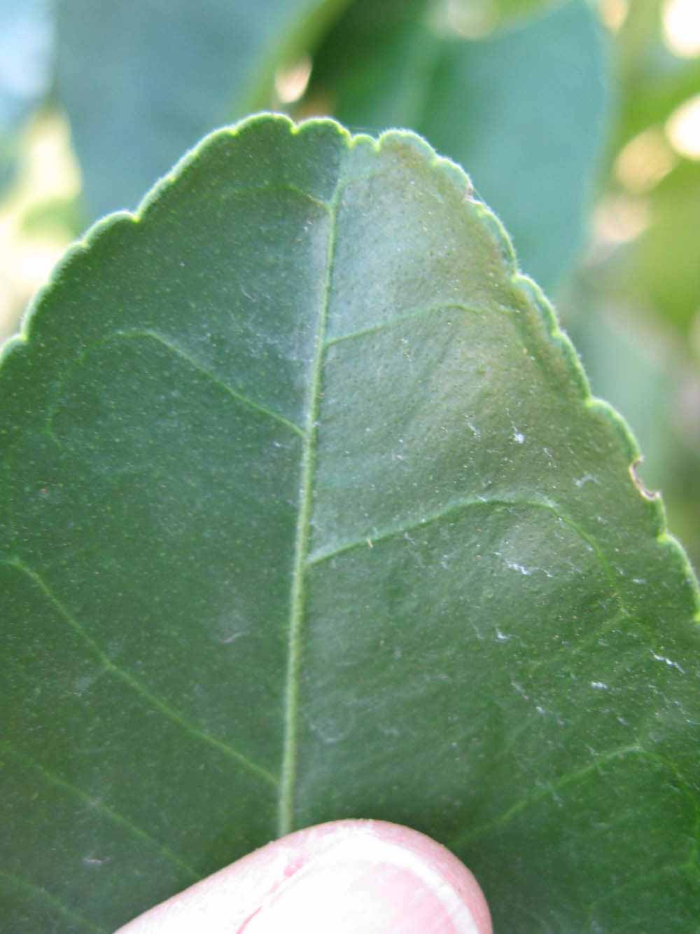              Margin (Winter Haven, FL)       